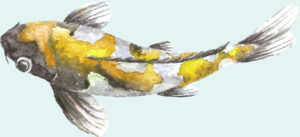 koi3 koi3