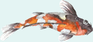 koi4 koi4